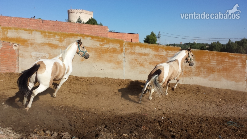 Tronco pios en bayos únicos machos piezas únicas  - Caballos Pura Raza Española (P.R.E.)