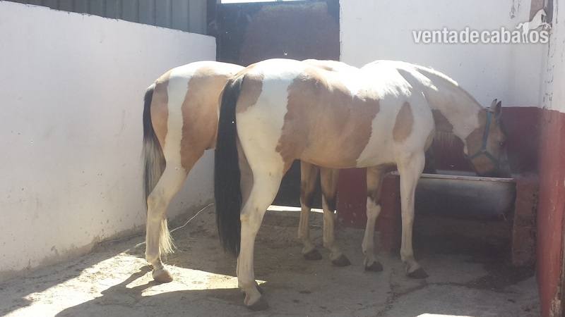 Tronco pios en bayos únicos machos piezas únicas 