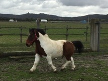 Pony 108 cm