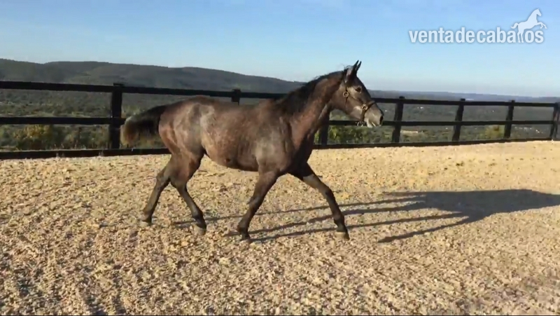Caballo de Deporte Español (CDE)