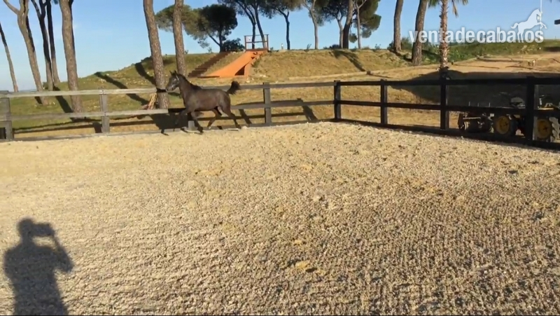 Caballo de Deporte Español (CDE) {TYPE}
