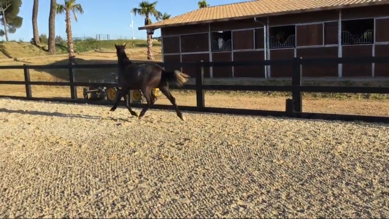 Potras Caballo de Deporte Español (CDE) - potra CDE Generosa HSM hermana de Duque HSM
