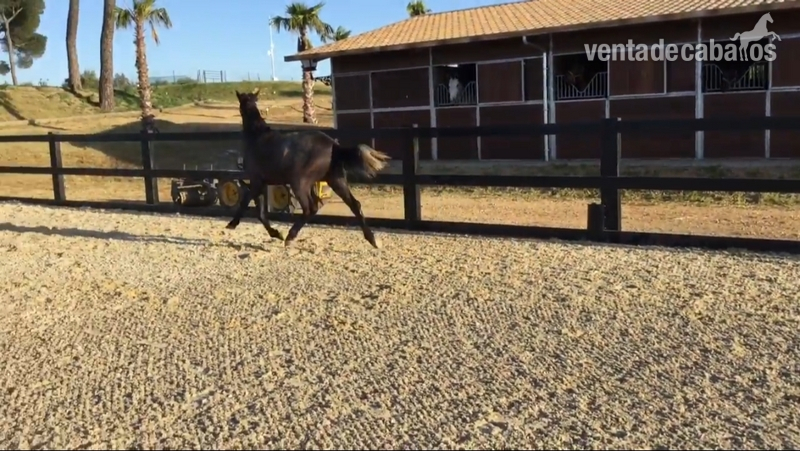 Potras Caballo de Deporte Español (CDE) - potra CDE Generosa HSM hermana de Duque HSM