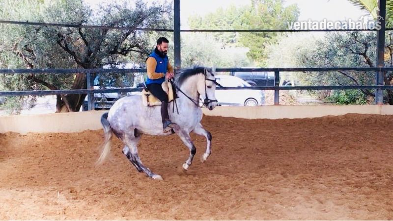 Hispano-Arabe