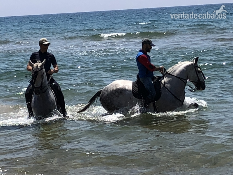Hispano-Arabe {TYPE}