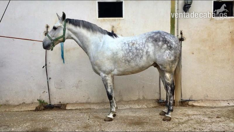 Caballo Hispano Árabe Hispano-Arabe - Potro hispano arabe 