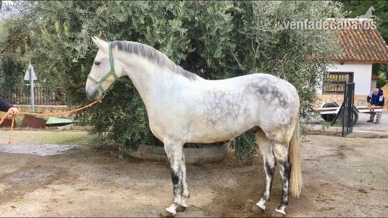 Potro hispano arabe  - Caballo Hispano Árabe Hispano-Arabe