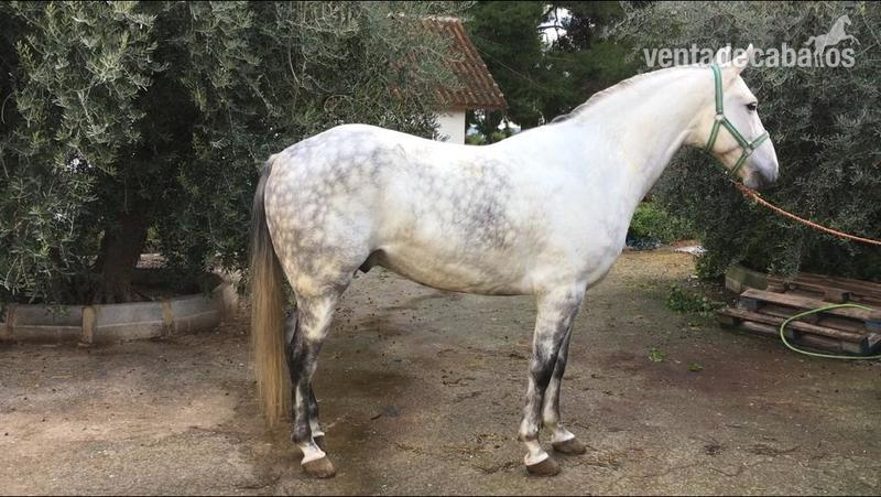 Potro hispano arabe  - Hispano-Arabe