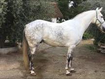 Potro hispano arabe 