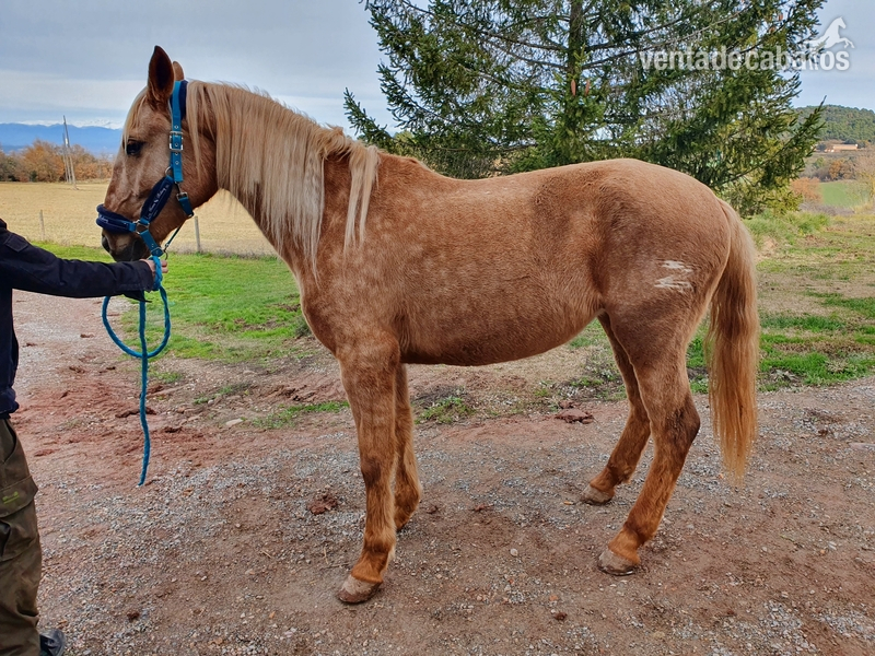 Lusitano