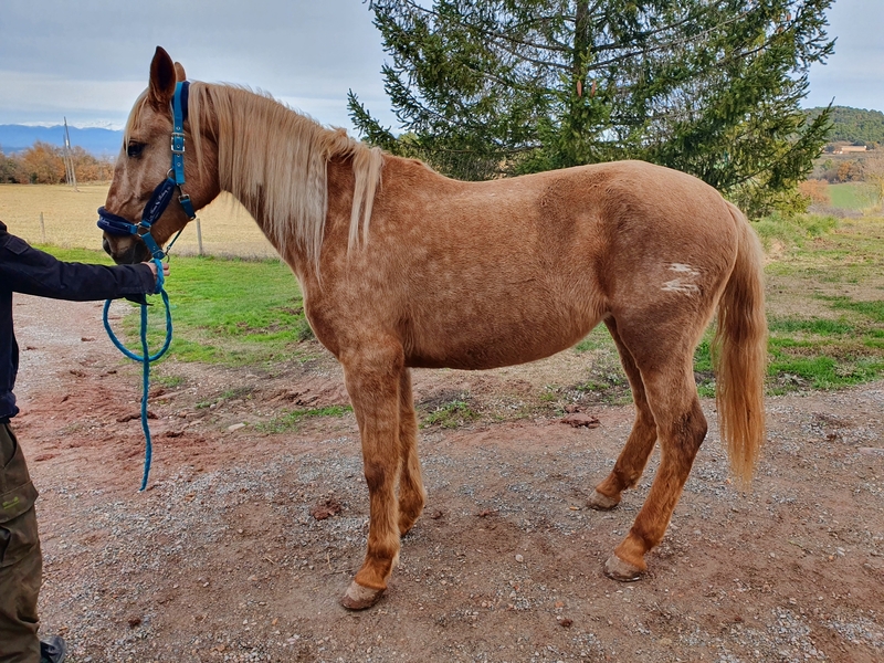 Lusitano