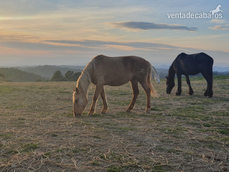 Lusitano {TYPE}