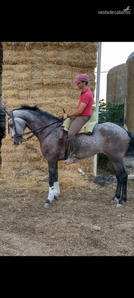 Caballo tordo domado in 