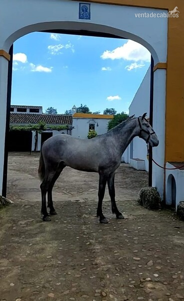  Potro Hijo de Simpatico de Millan P.R.E in 