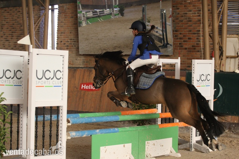 Poni B busca empleo in 