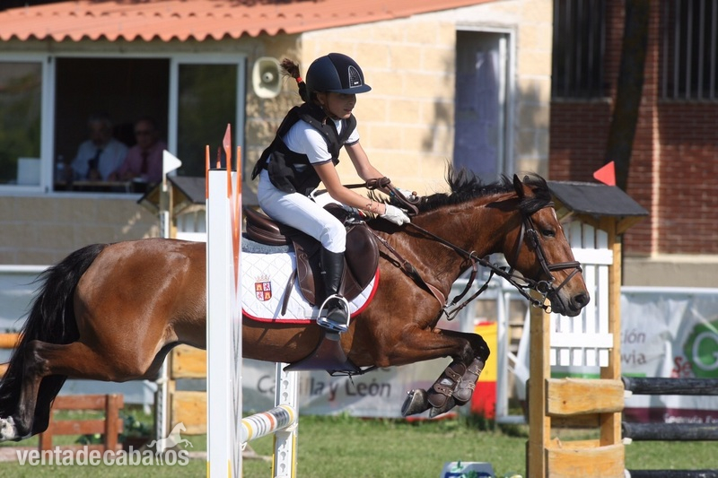 Poni de Competicion / Deporte