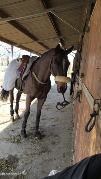Caballo anglo árabe in 