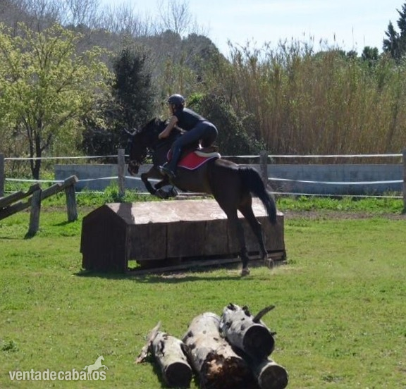 Caballos Capados Anglo-árabe - Caballo anglo árabe