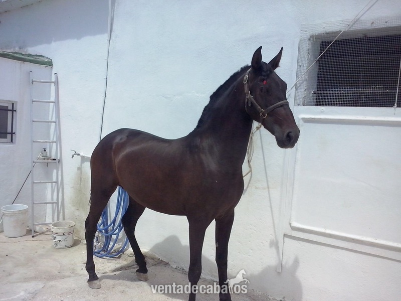 Andaluz
