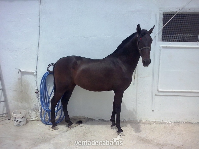 Potras Andaluz - Venta de Potra de P.R.E. España (Málaga)