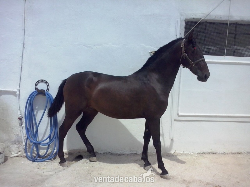 Venta de Potra de P.R.E. España (Málaga) - Potras Andaluz