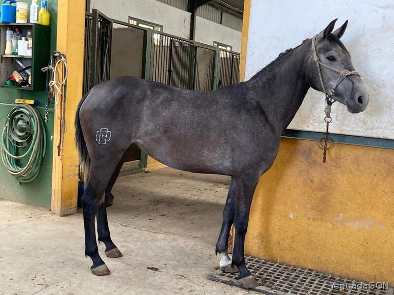 SE VENDE POTRA CDE in 