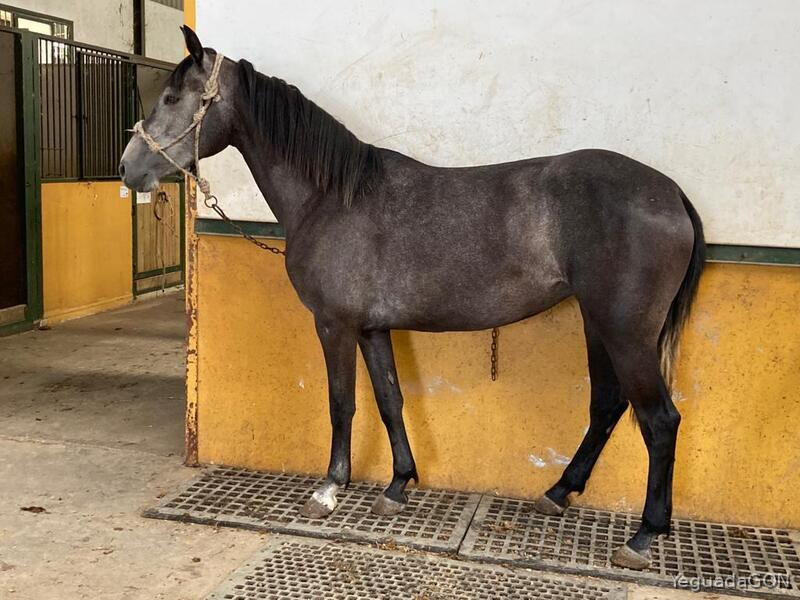 Caballo de Deporte Español (CDE)