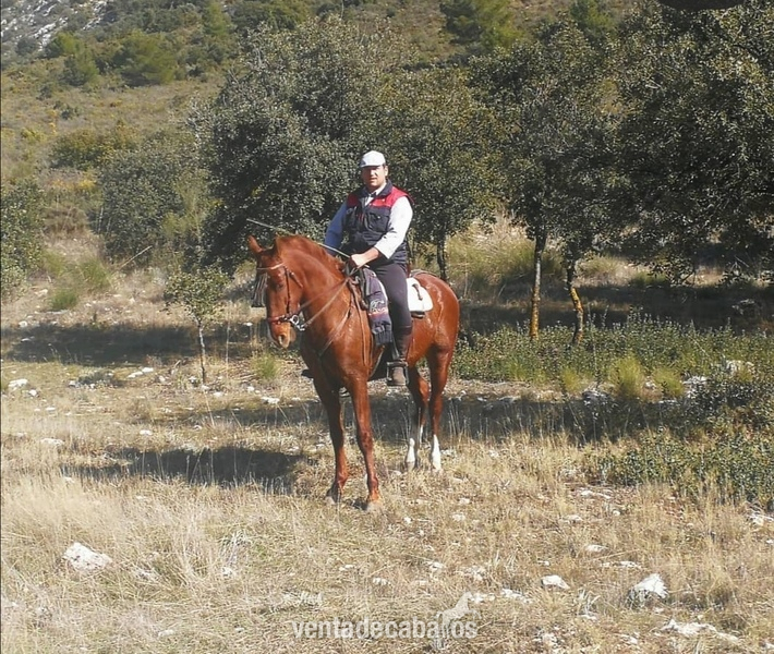 Jaca alazana cruza  in 