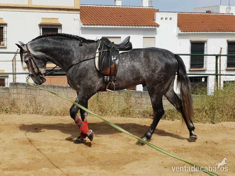  CABALLO MAXIMO GSF in 