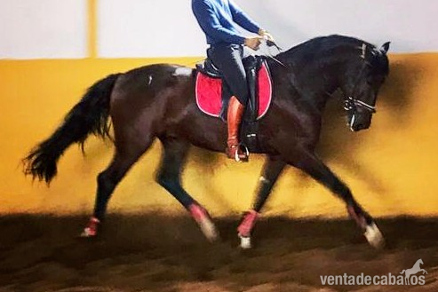 Caballo Pura Raza Español 4 años. 171 cm. in 