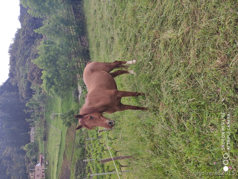 Se vende caballo angloarabe in 