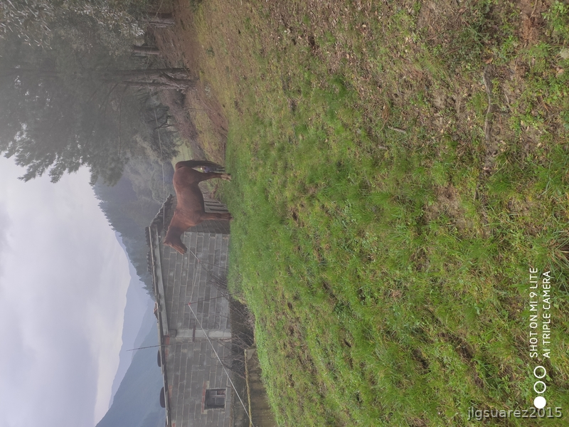 Se vende caballo angloarabe - Angloarabe