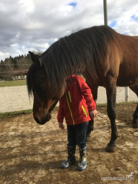 Caballo de yegua árabe en venta. in 
