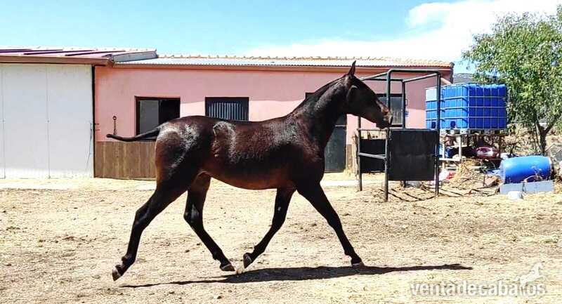 Potros Pura Raza Española - Potro 16 meses 