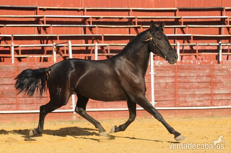 Potro 16 meses  - Pura Raza Española