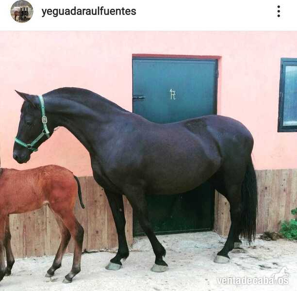  Potro 16 meses 