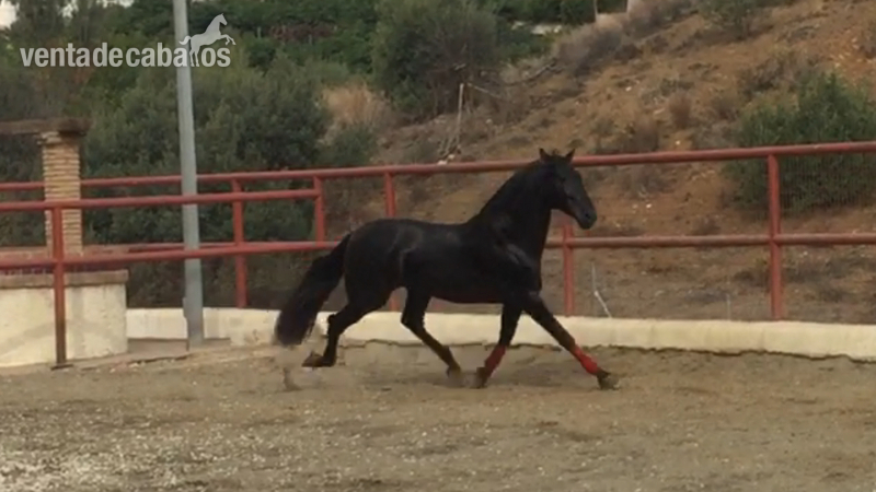 Caballos Pura Raza Española (P.R.E.) Pura Raza Española - Potro negro de sicab 100% oriol