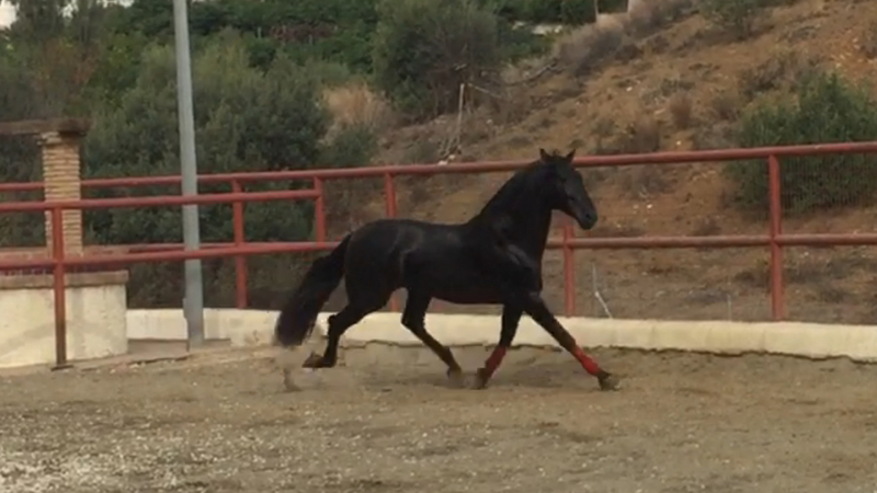 Caballos Pura Raza Española (P.R.E.) Pura Raza Española - Potro negro de sicab 100% oriol