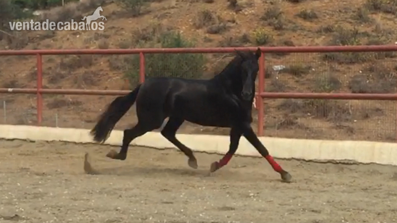 Potro negro de sicab 100% oriol - Caballos Pura Raza Española (P.R.E.) Pura Raza Española