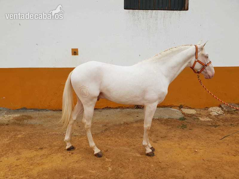 POTRO LUSITANO ALBINO in 