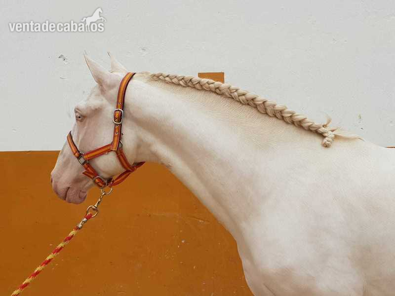 Caballos Enteros Lusitano - POTRO LUSITANO ALBINO