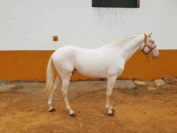 POTRO LUSITANO ALBINO