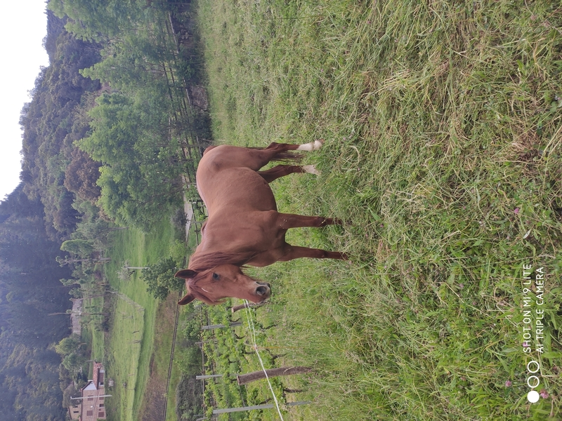 Se vende caballo angloarabe in 