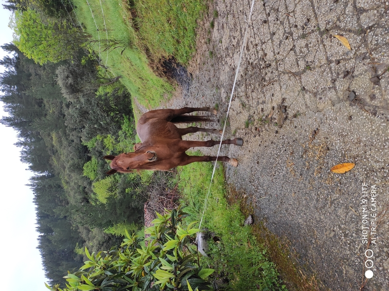 Caballos Capados Angloarabe - Se vende caballo angloarabe