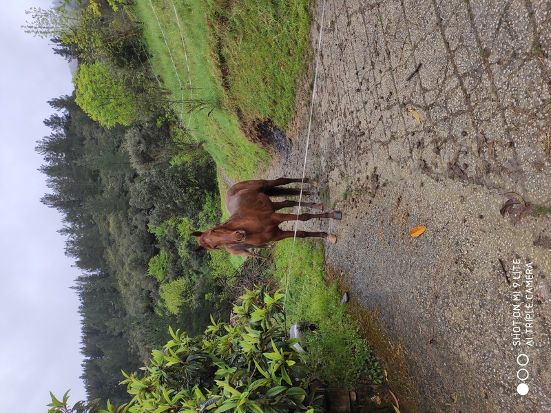 Se vende caballo angloarabe - Caballos Capados Angloarabe