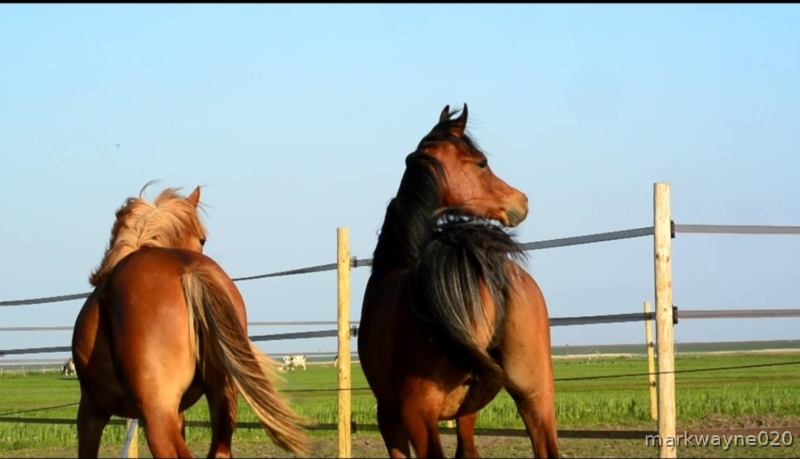 Caballos árabes para venta rápida. in 