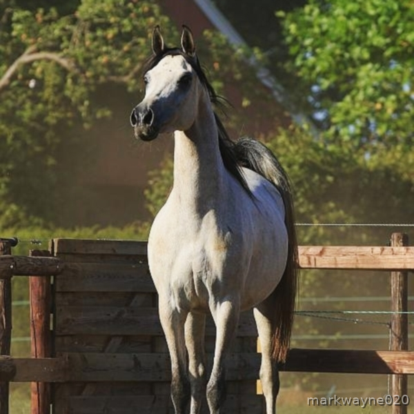 Caballos árabes