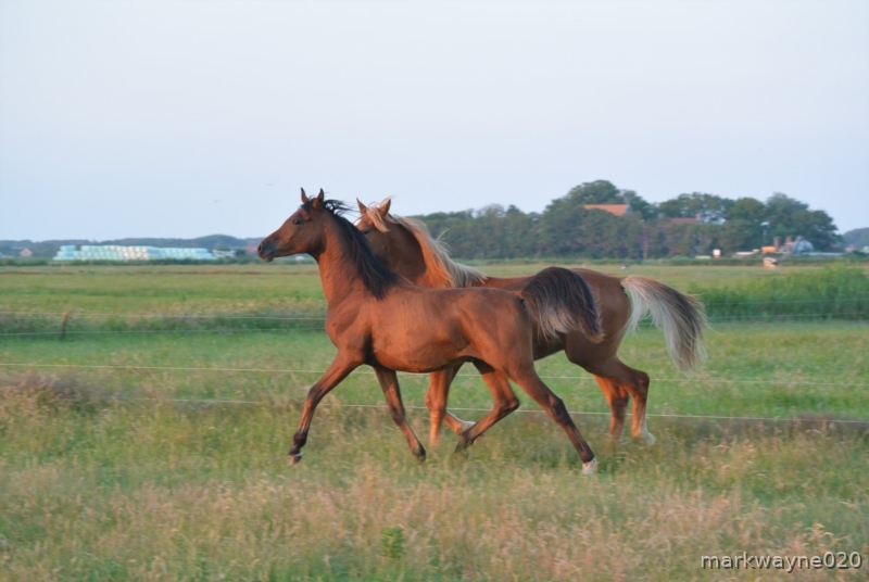 Caballos árabes {TYPE}