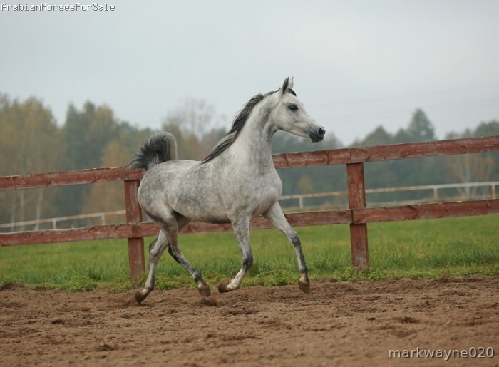 Caballos Árabes Caballos árabes - Caballos árabes para venta rápida.