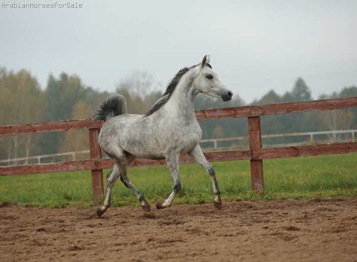 Caballos Árabes Caballos árabes - Caballos árabes para venta rápida.